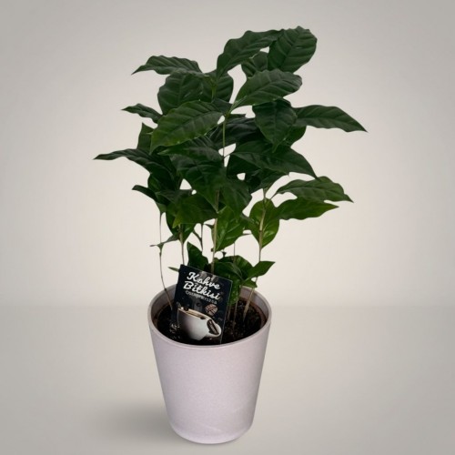 Saksıda Kahve Bitkisi